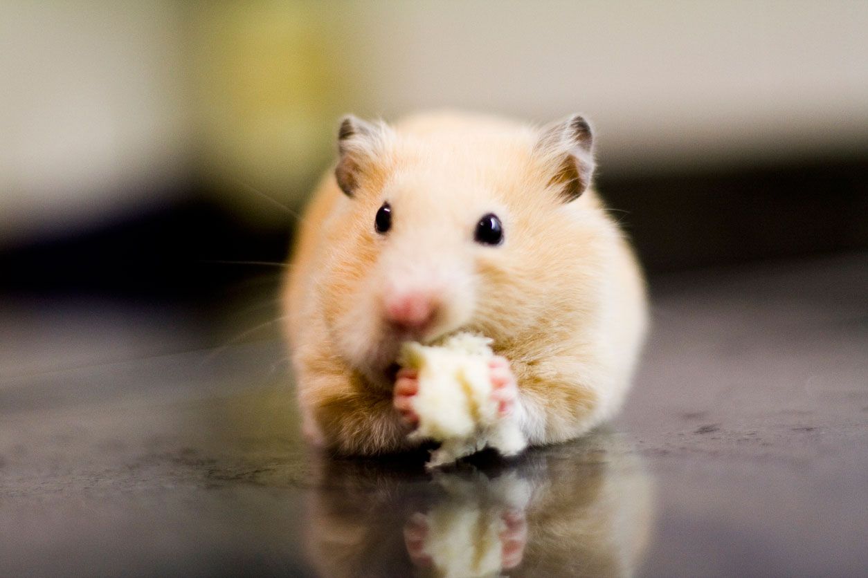 hamster orejas redondas