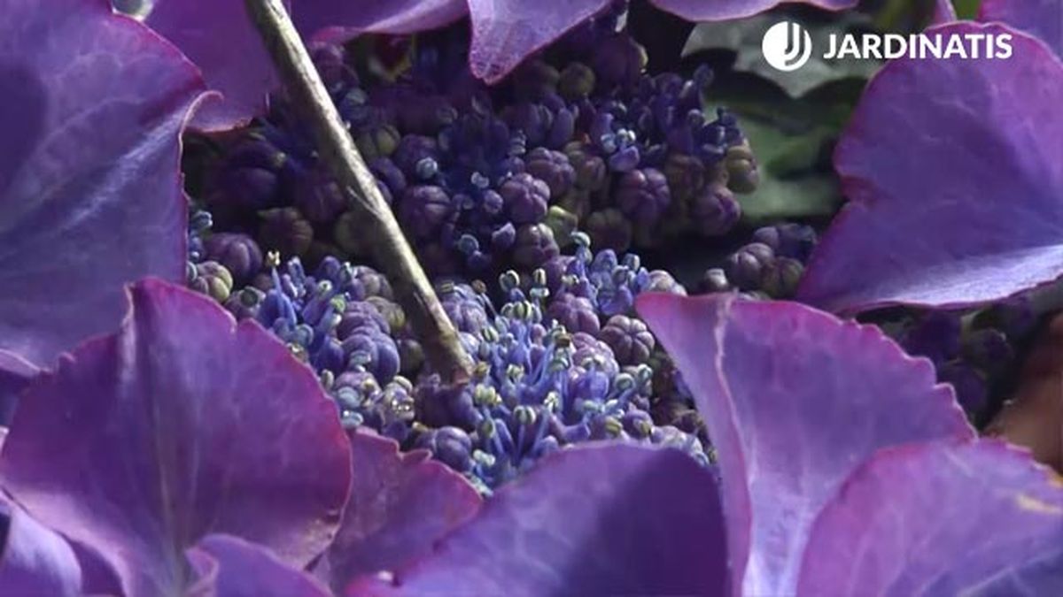 Hydrangea macrophylla Tiffany Lila flor fertil
