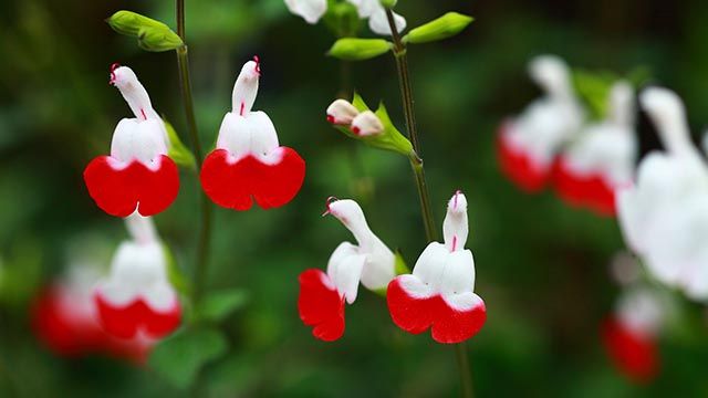 Salvia greggii