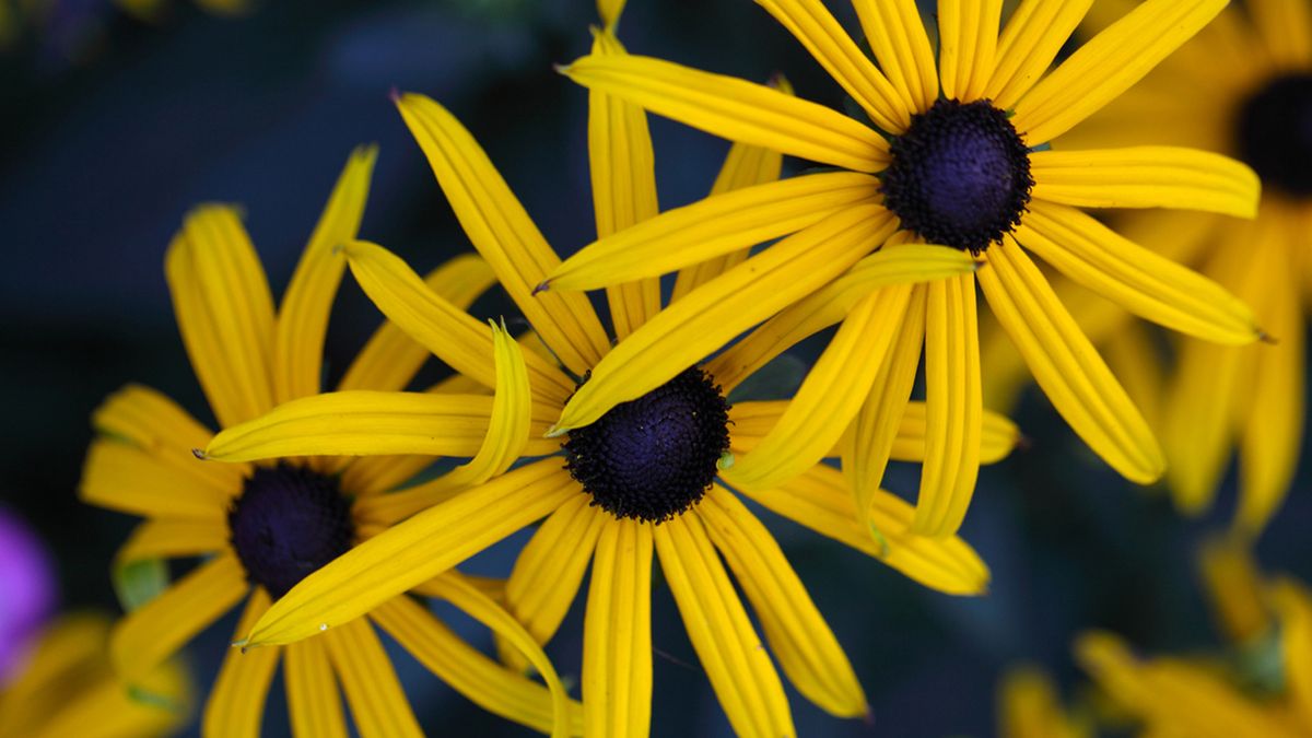 rudbeckia fulgida