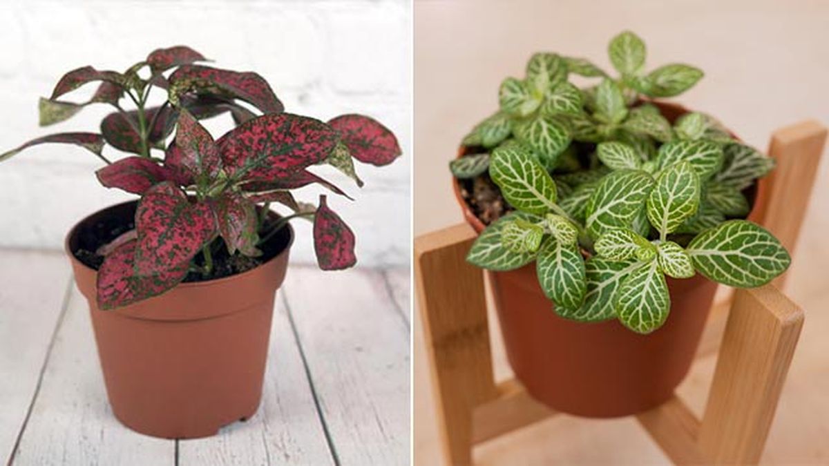 Hipoestes fittonia planta pisos pequenos