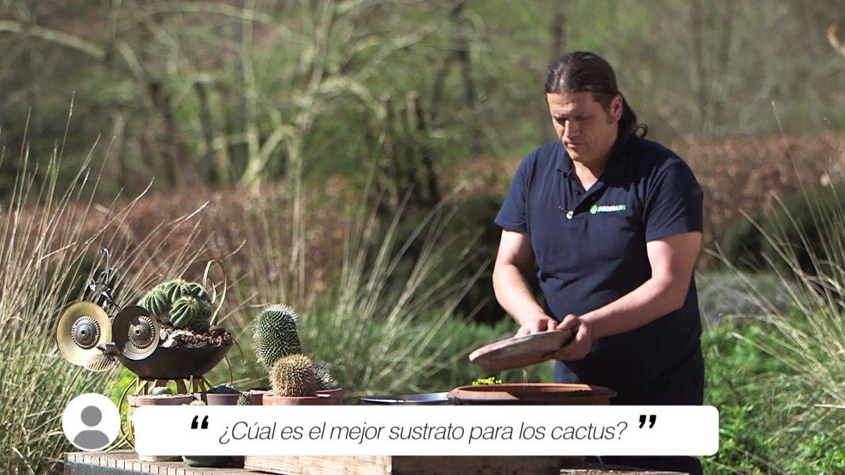 brico 1030 briconsulta mejor sustrato cactus plantas crasas xl