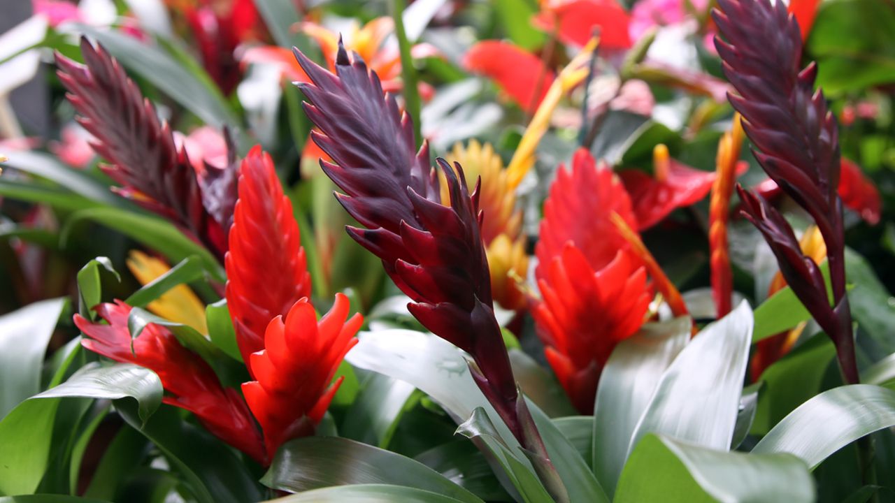 Vriesea splendens caracteristicas