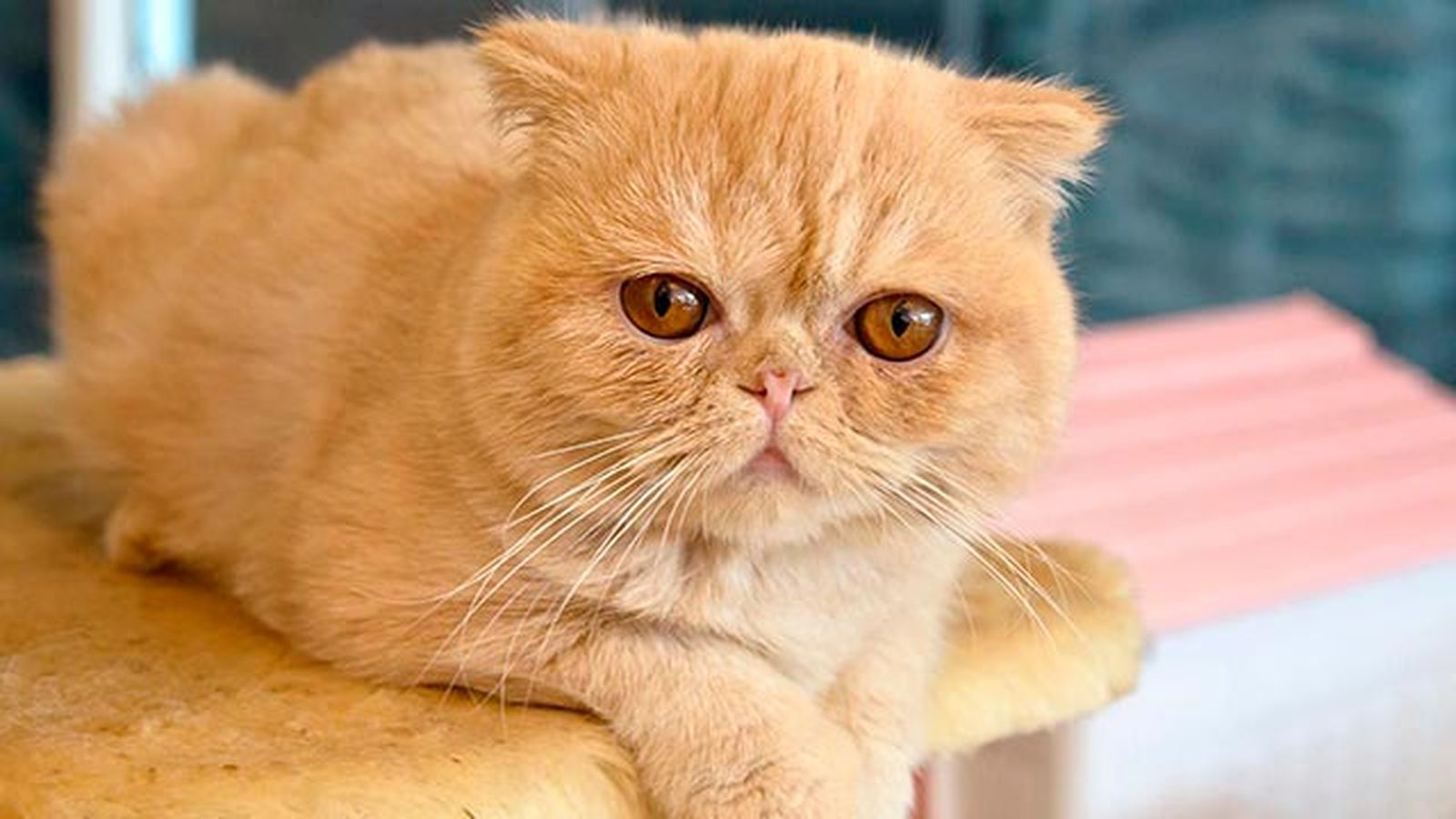 gatos mimosos 7
