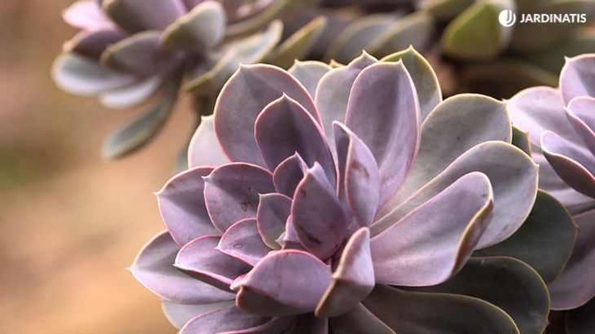 Echeveria Perle von Nurnberg