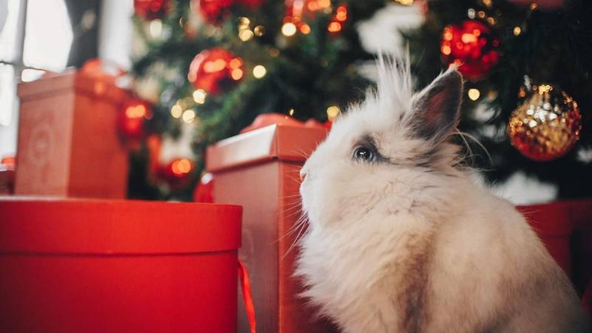 Además de premiarles con algún snack no debes agobiarles demasiado rato posando.