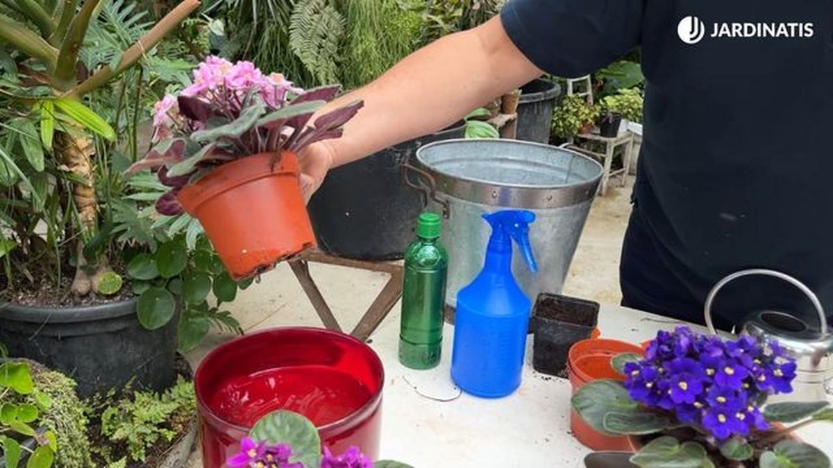 Regar violeta africana mediante inmersión.