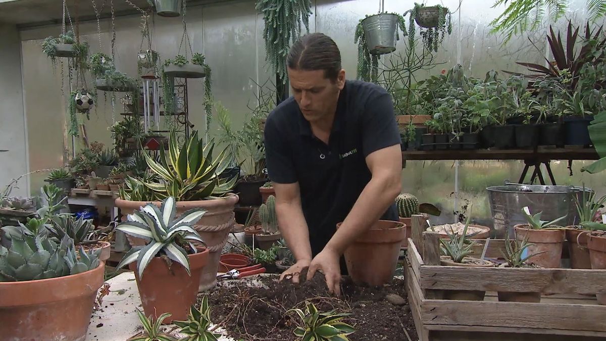 deco 767 mejorar sustrato agave