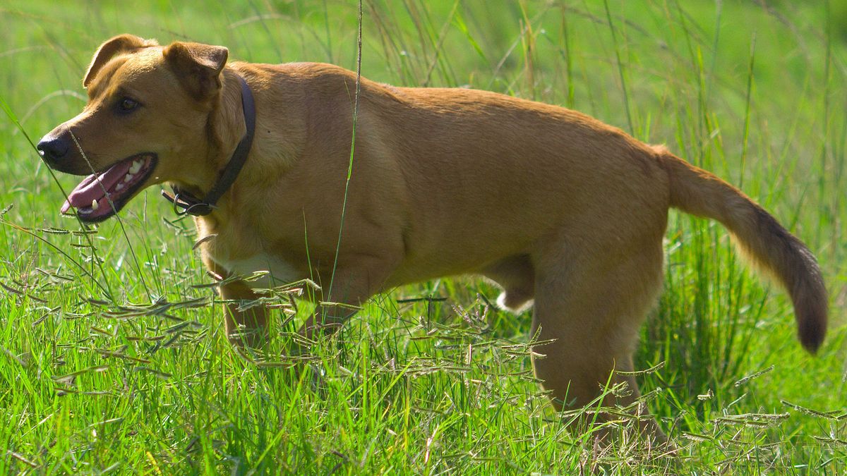 perros razas Africa Africanis