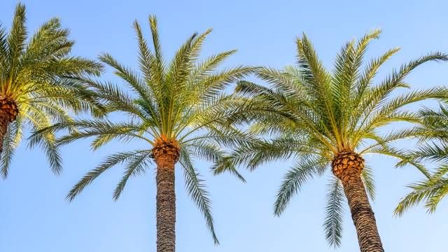 que es una palmera