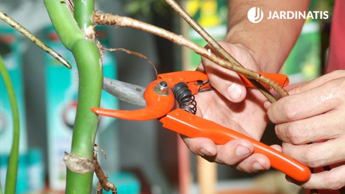 como reproducir la costilla de adan monstera deliciosa paso 1 brico 390 jardin