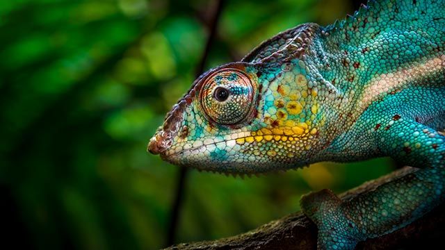 lagarto