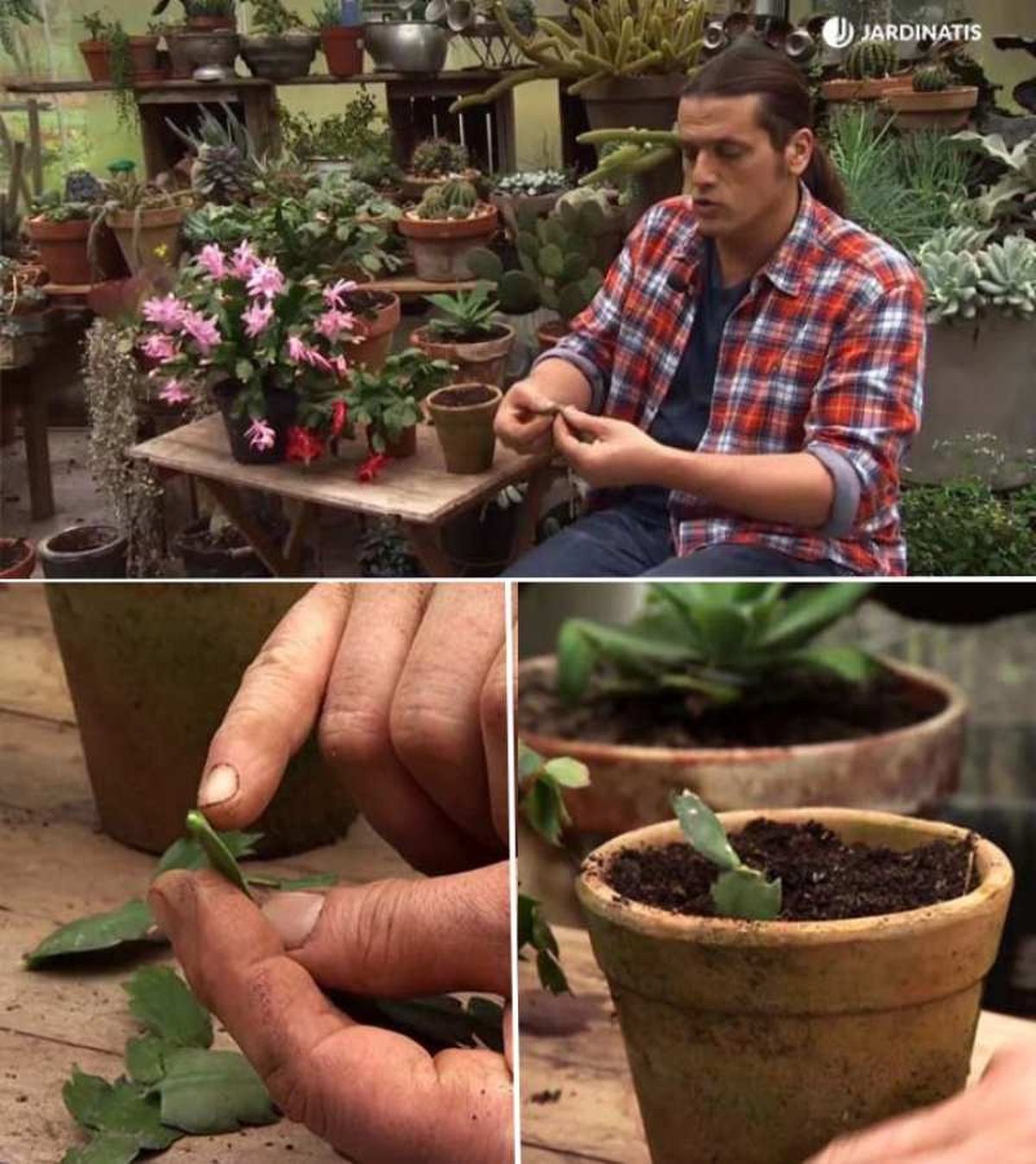 Paso a paso para reproducir el cactus de Navidad