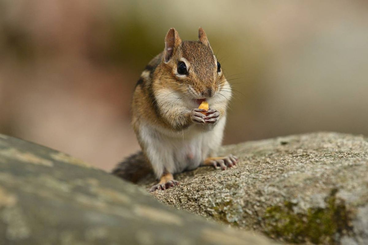 La ardilla listada y la ardilla coreana o siberiana tienen algunas diferencias.