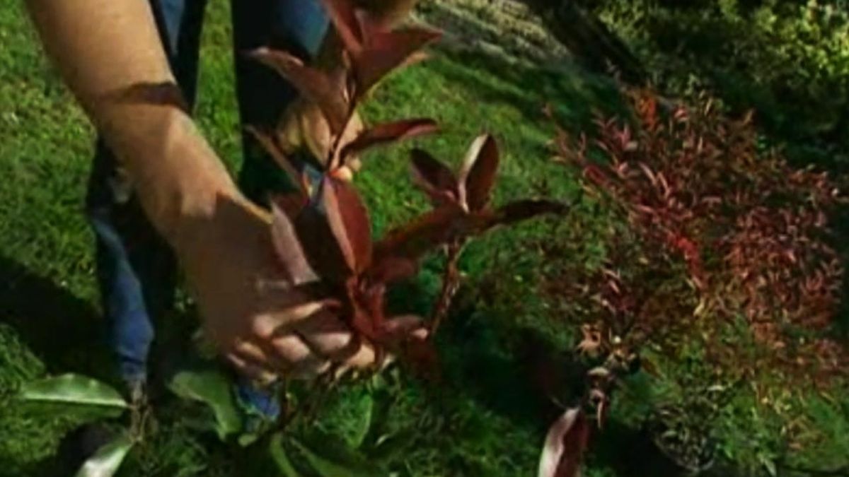 brico 534 parterre arbusto otono photinia x fraseri Red robin