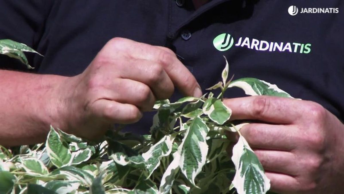 Hojas variegadas del Cornus controversa variegata