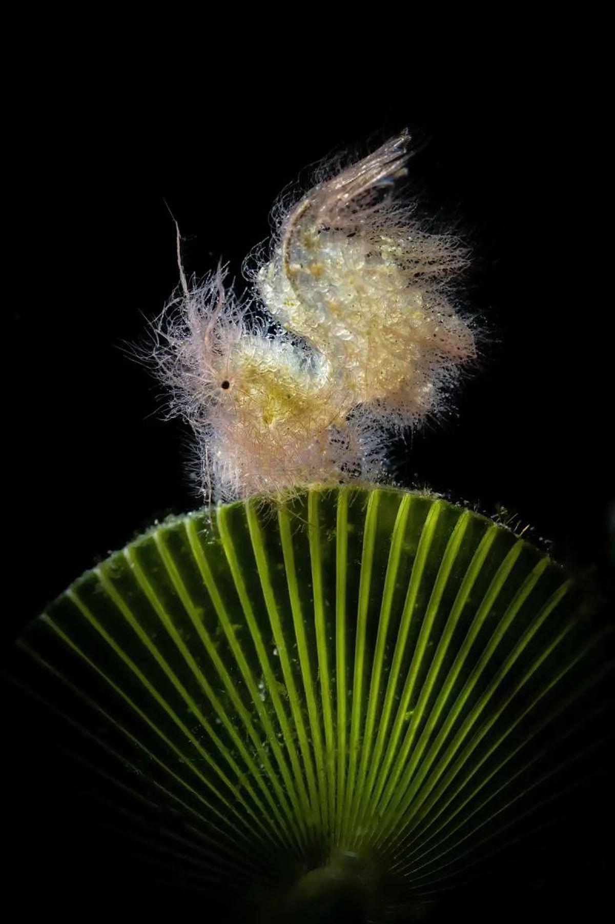 una gamba casi invisible.