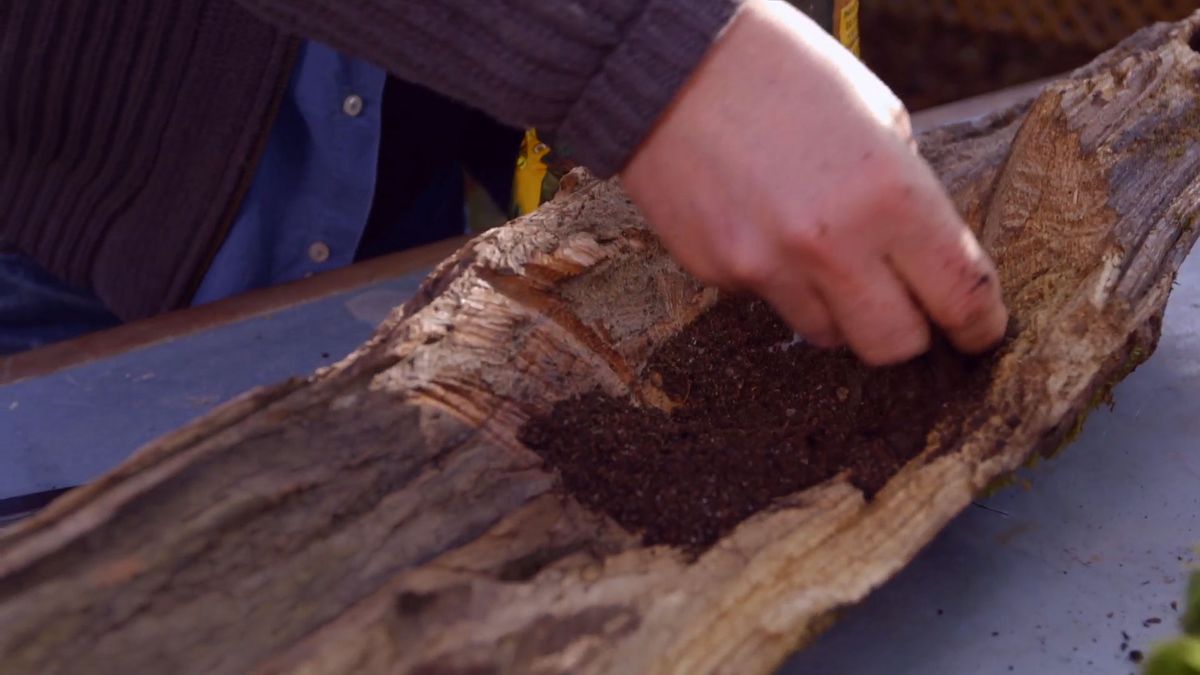 brico 0897 jardineria como crear micro paisaje paso 2