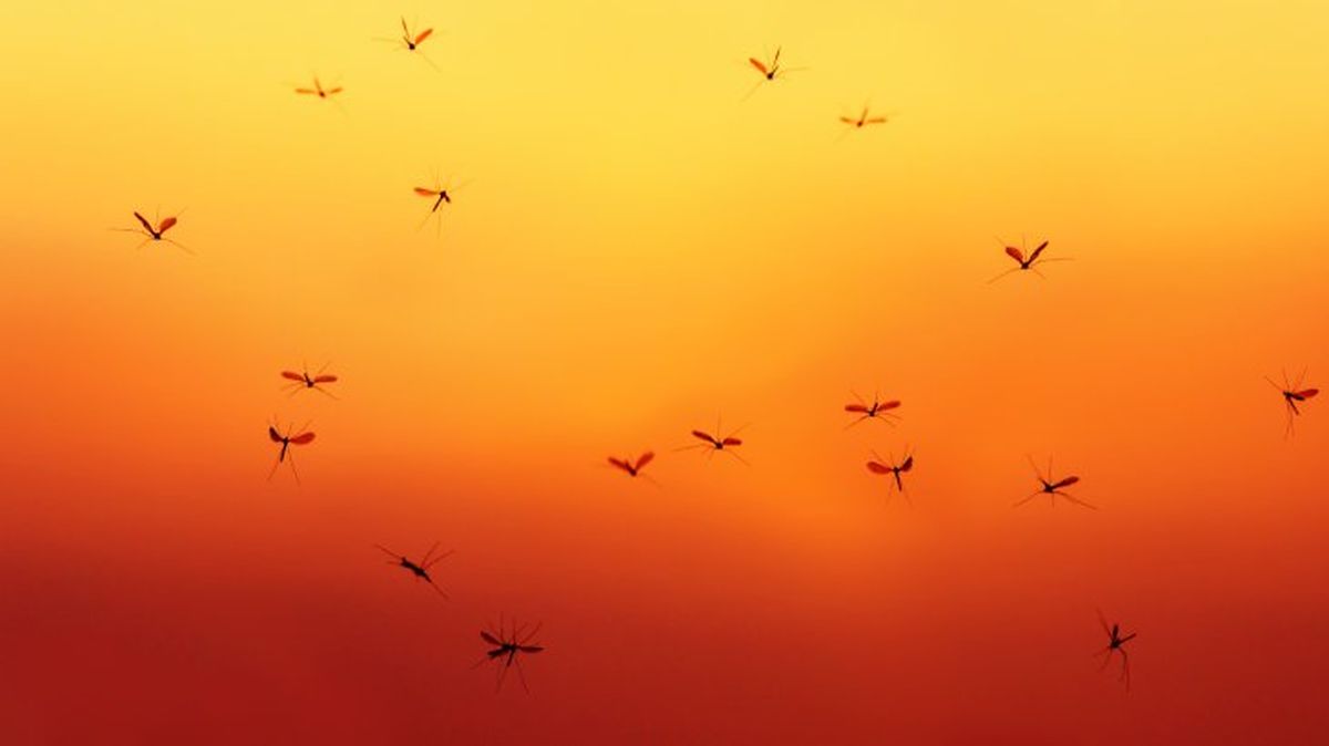 que pasaria si desaparecieran los mosquitos 5
