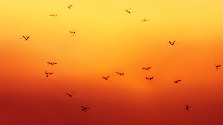 que pasaria si desaparecieran los mosquitos 5