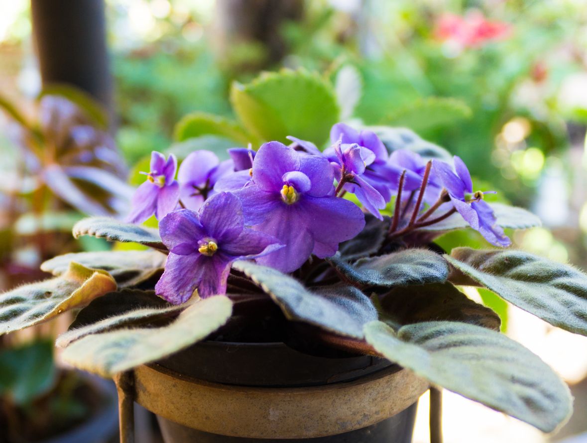 violeta africana