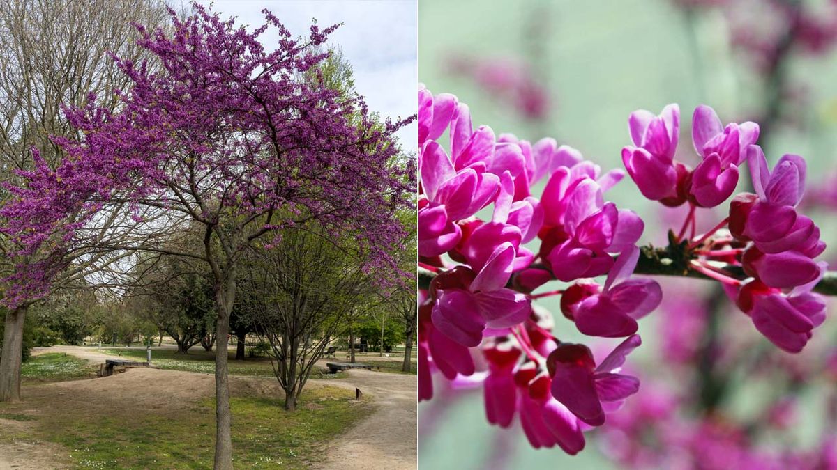 floracion del arbol del amor