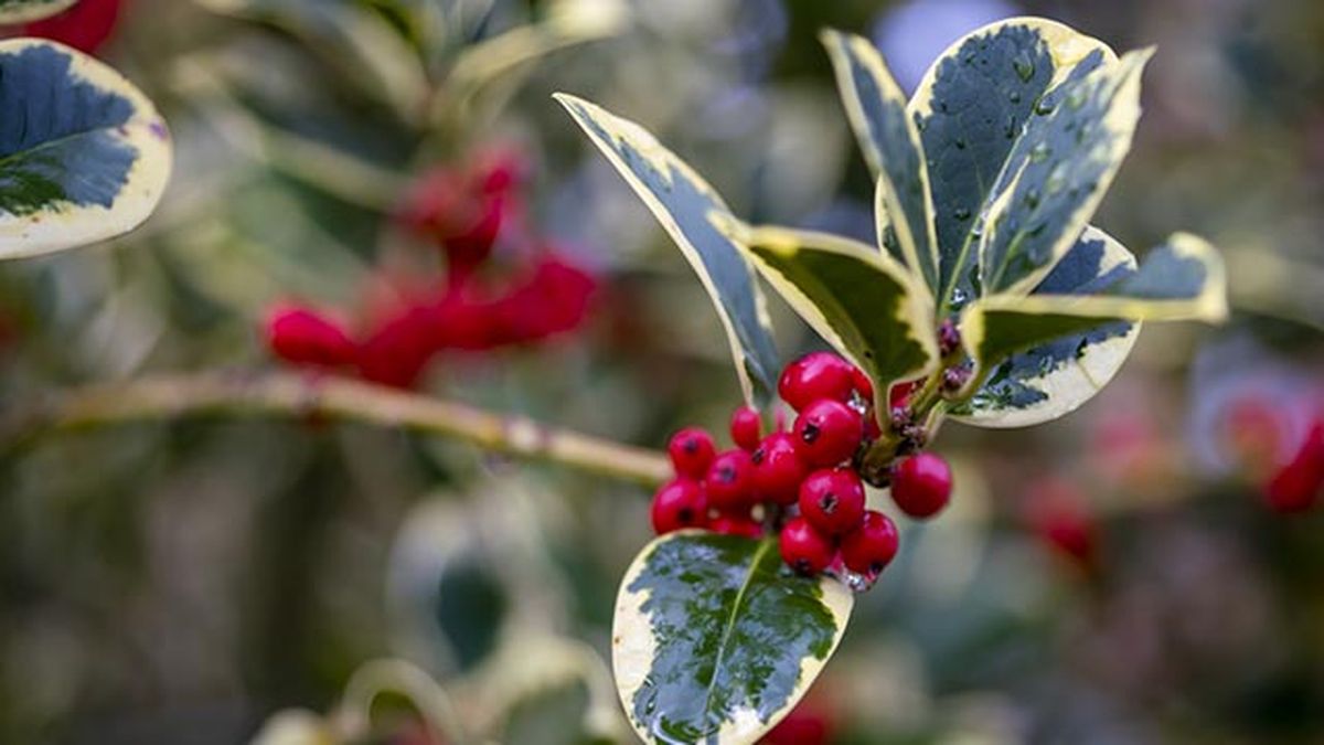 Acebo Ilex aquifolium variegata en otoño otono
