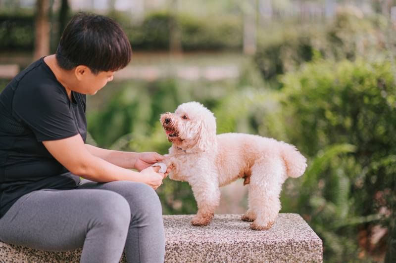 Cuida las patitas de tu mascota con estas toallitas hechas con ingredientes naturales y libres de químicos