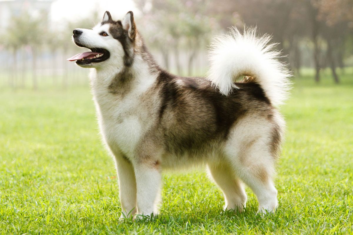 Alaskan malamute caracteristicas ficha