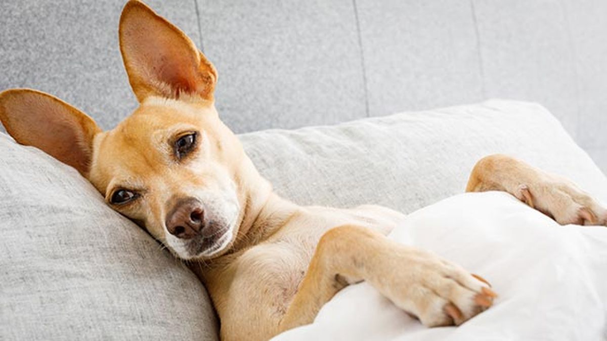 proteger perro resfriados 3