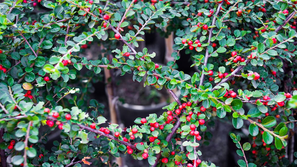 Cotoneaster horizontalis