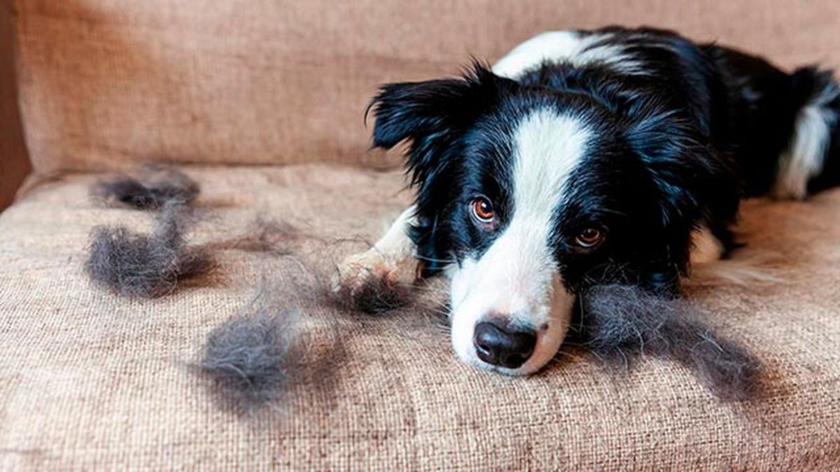 consejos muda pelo mascotas portada