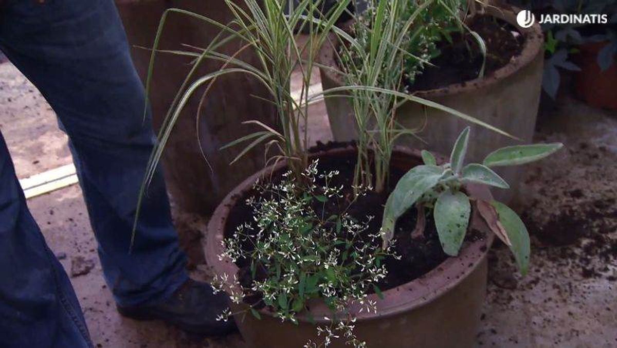 Composición floral de Euphorbia Diamond Frost, Stachys lanata byzantina y Arundo donax variegata