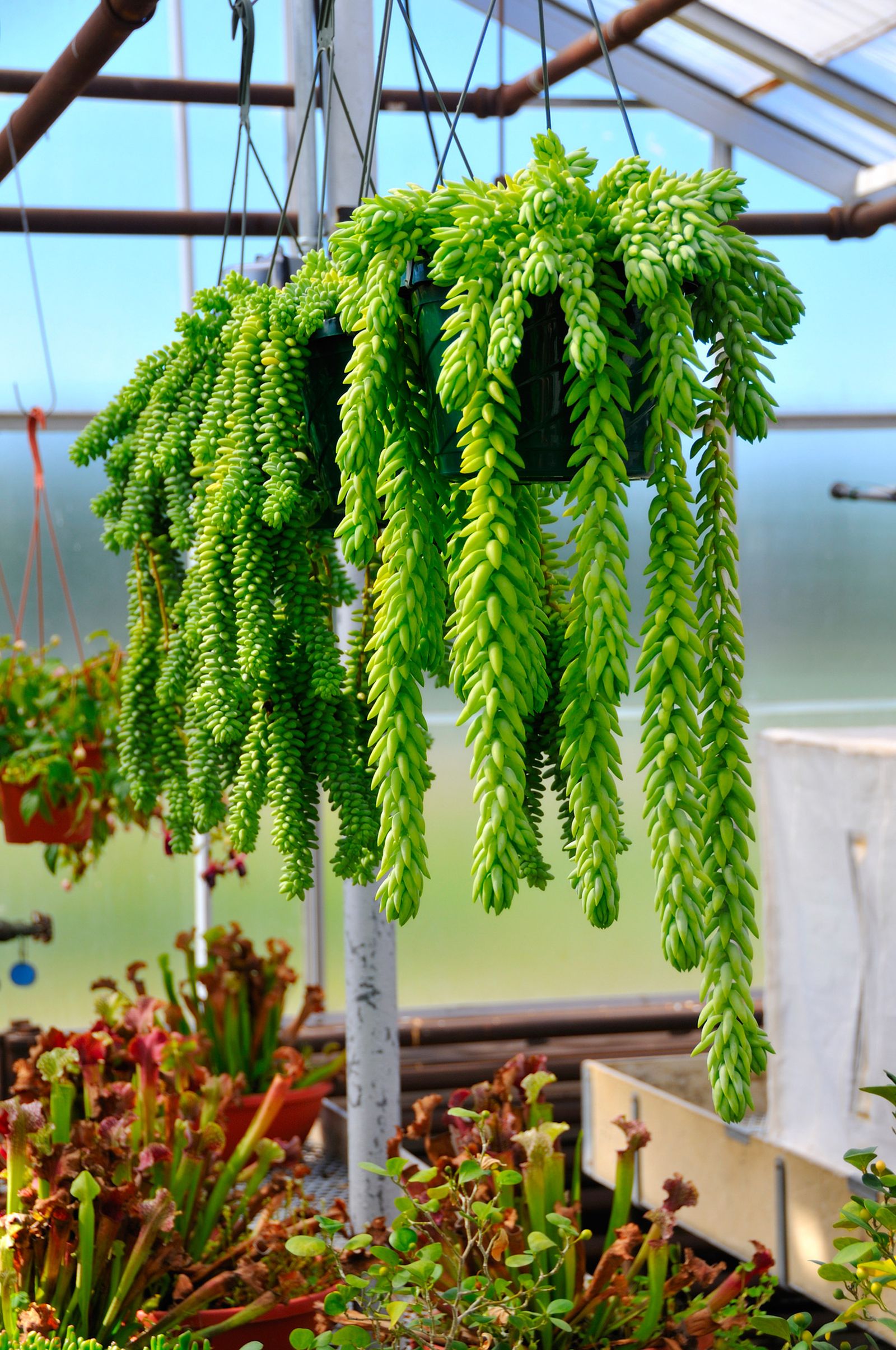 cortinas vegetales xl