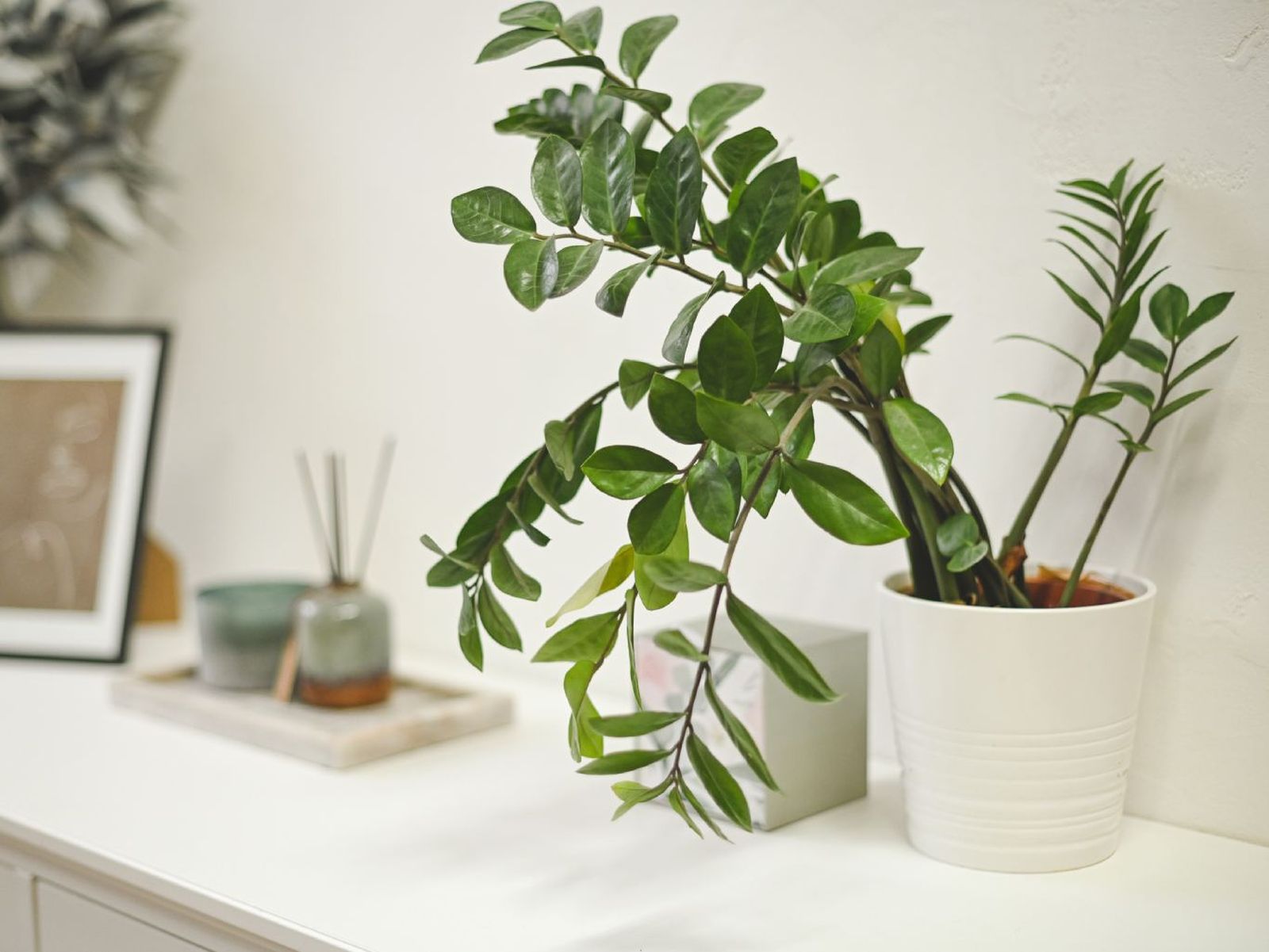 Mantener apartada una planta durante un tiempo nos permite asegurarnos de que no porte ninguna plaga.