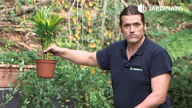 como recuperar una planta con exceso de riego en su cepellon brico 1010 jardinatis
