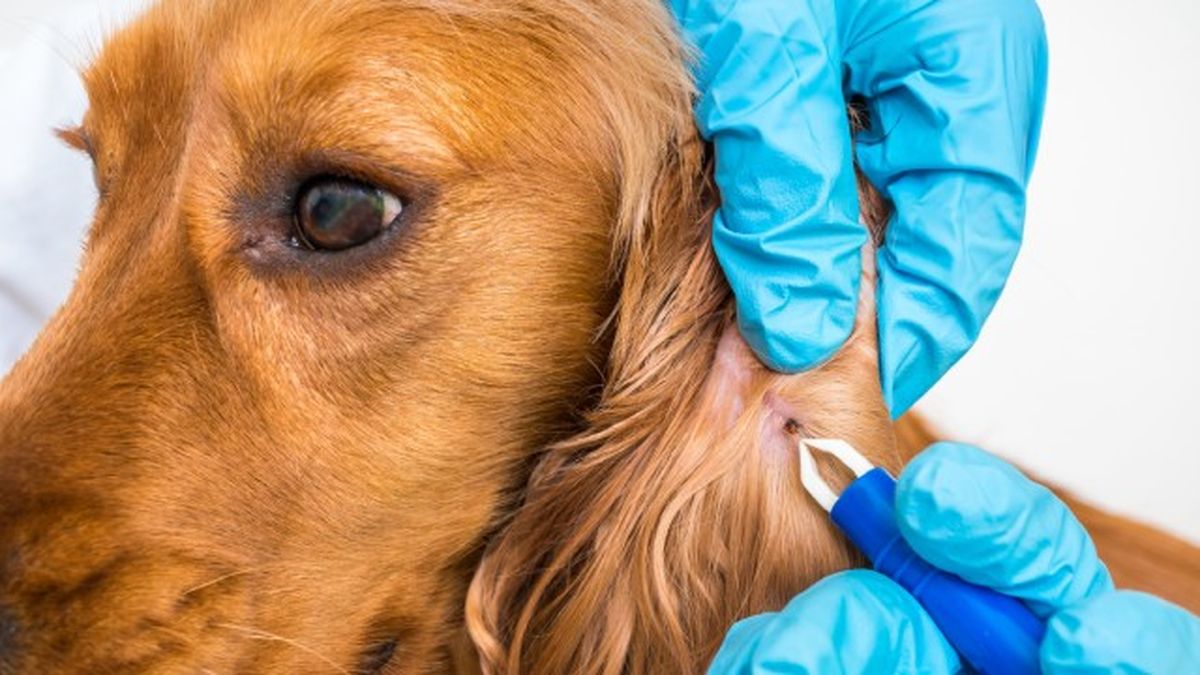 collares antiparasitarios para perros 2