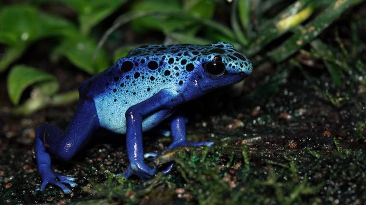 La rana flecha azul habita al sur de Surinam y Brasil