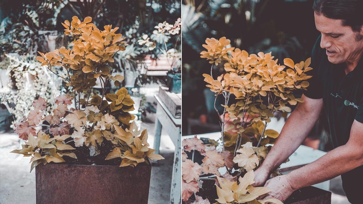 brico 1041 jardin Cotinus coggygria Golden lady