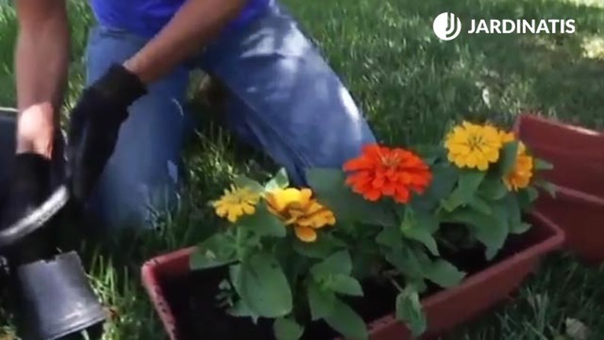 cultivo de zinniasdistintos colores en maceta jardinatis
