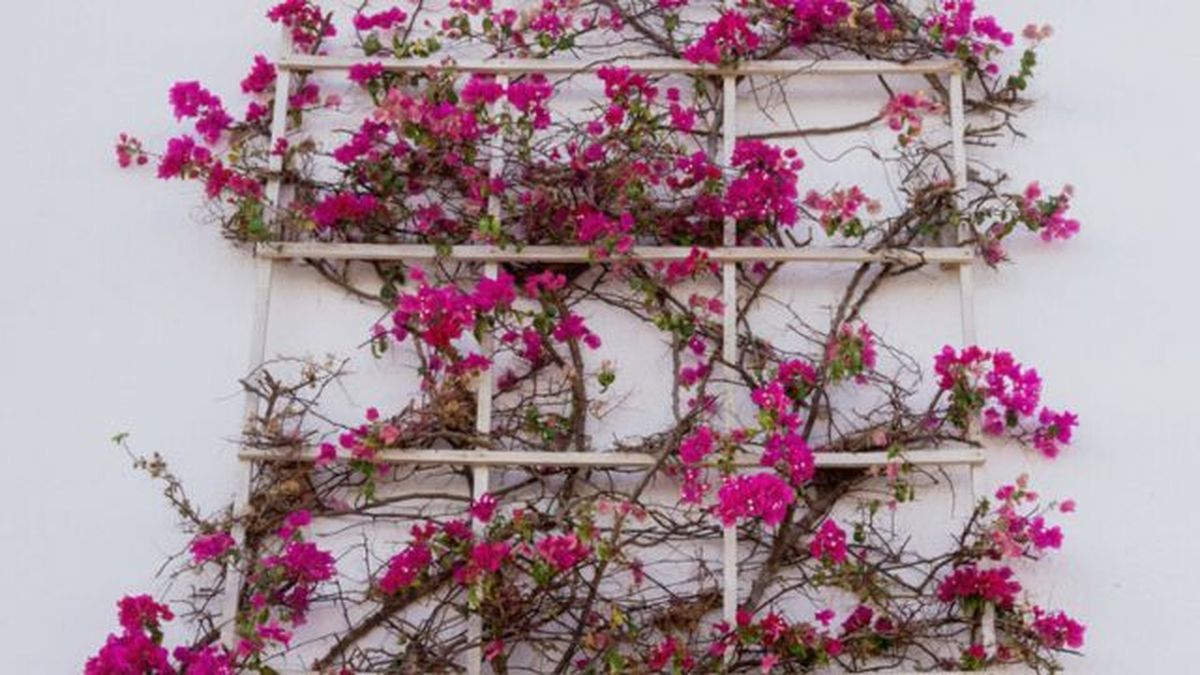 buganvilla en una celosia