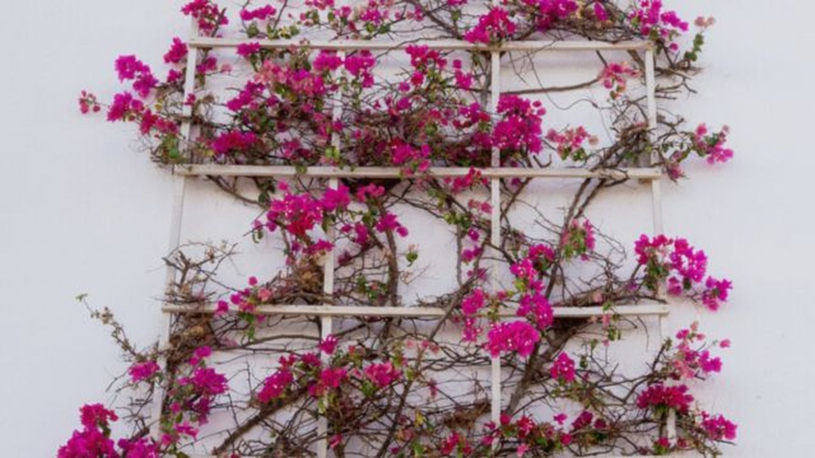 buganvilla en una celosia