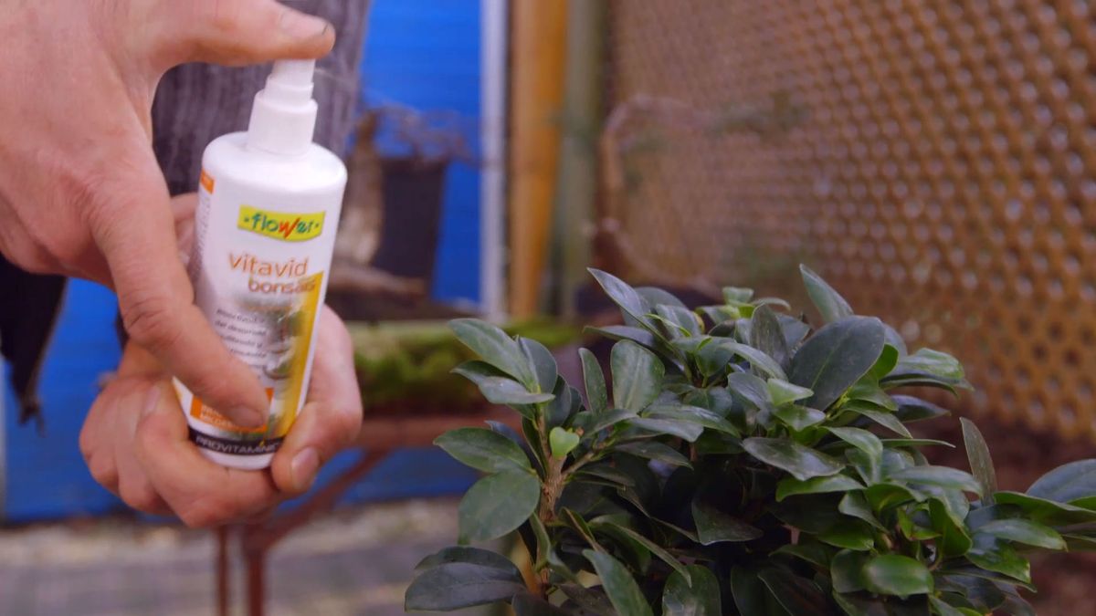 brico 0897 jardineria como crear micro paisaje bio estimulador