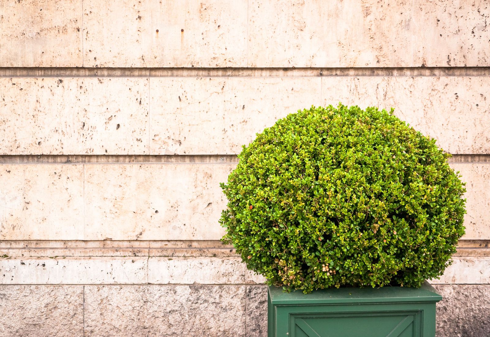 Árboles con forma esférica o redondeada