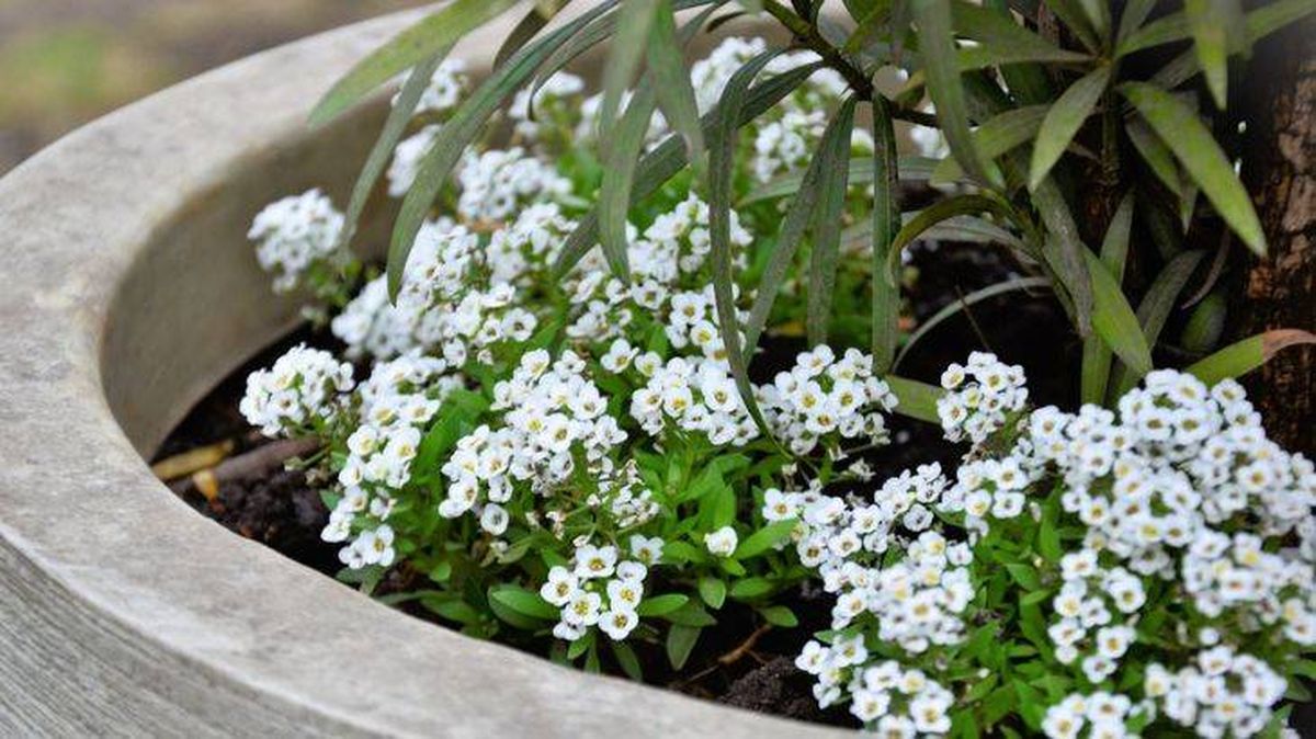 Lobularia maritima en maceta