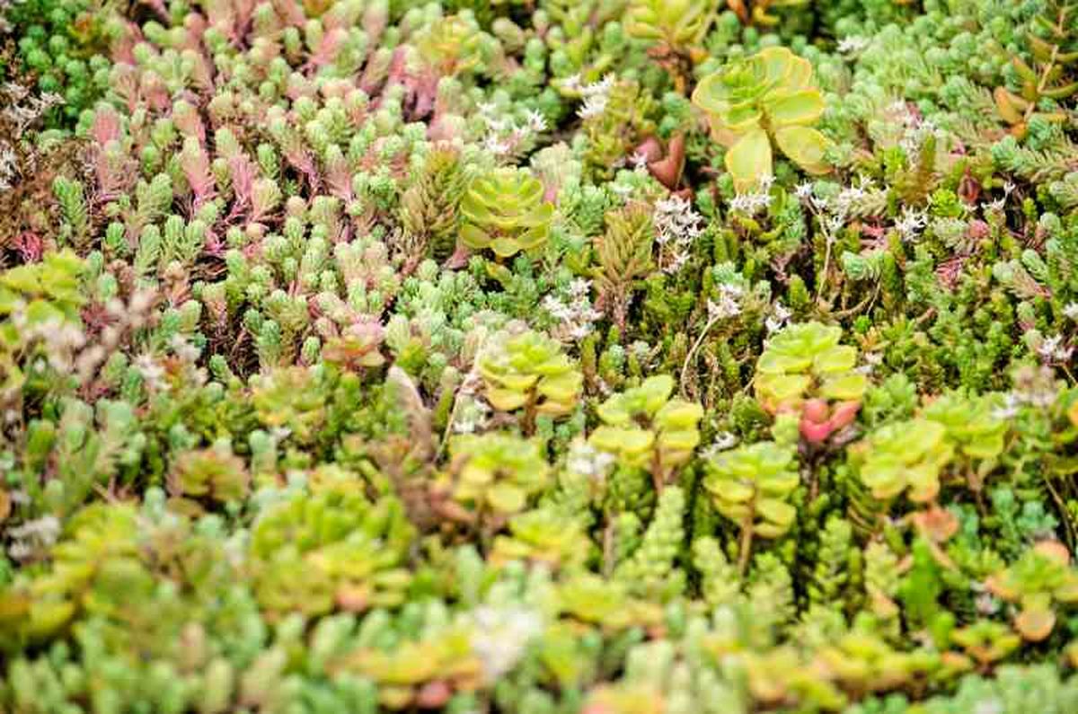 Sedum