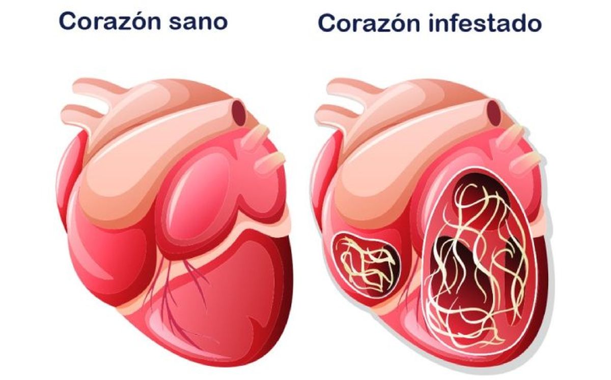 gusano del corazon en perros 1