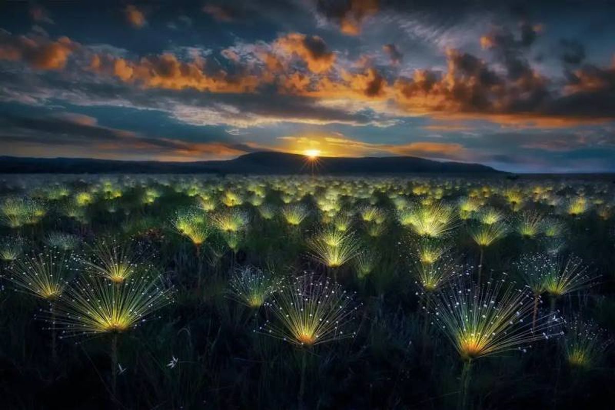 Flores del sol: World Nature Photographer AwardsWorld Nature Photographer Awards