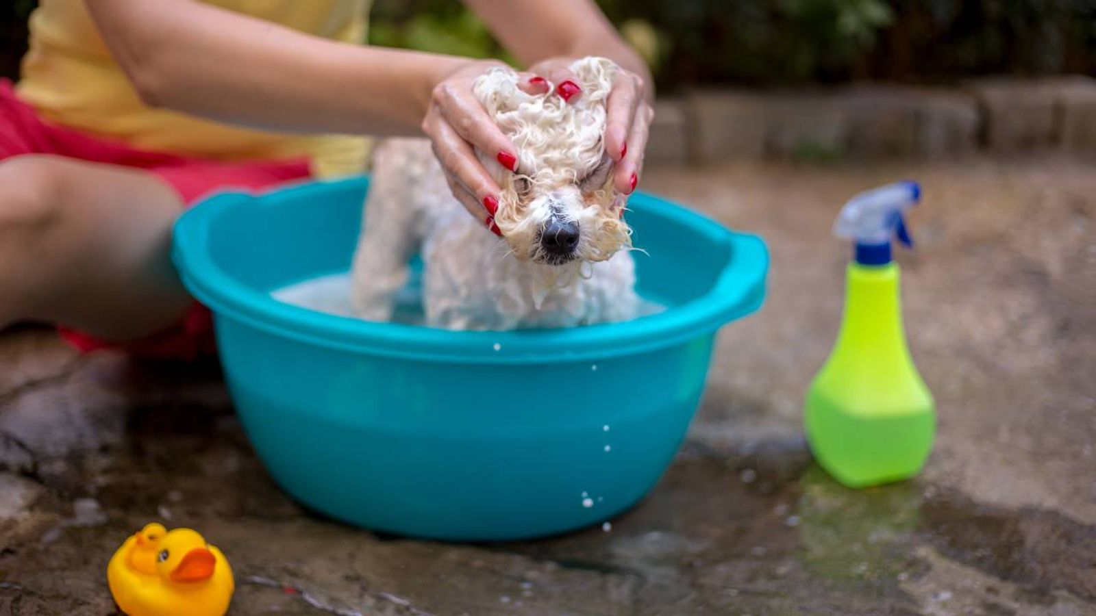 champus repelentes de insectos para perros