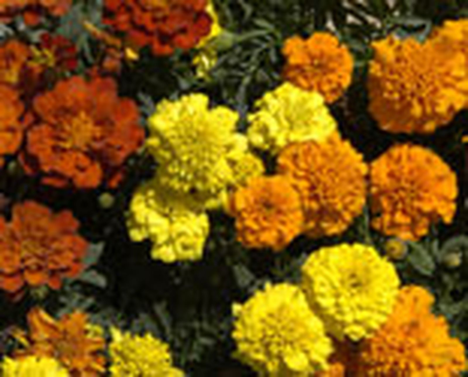 jardinera p06